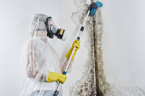 Best Attic Mold Removal  in Elizabeth, CO